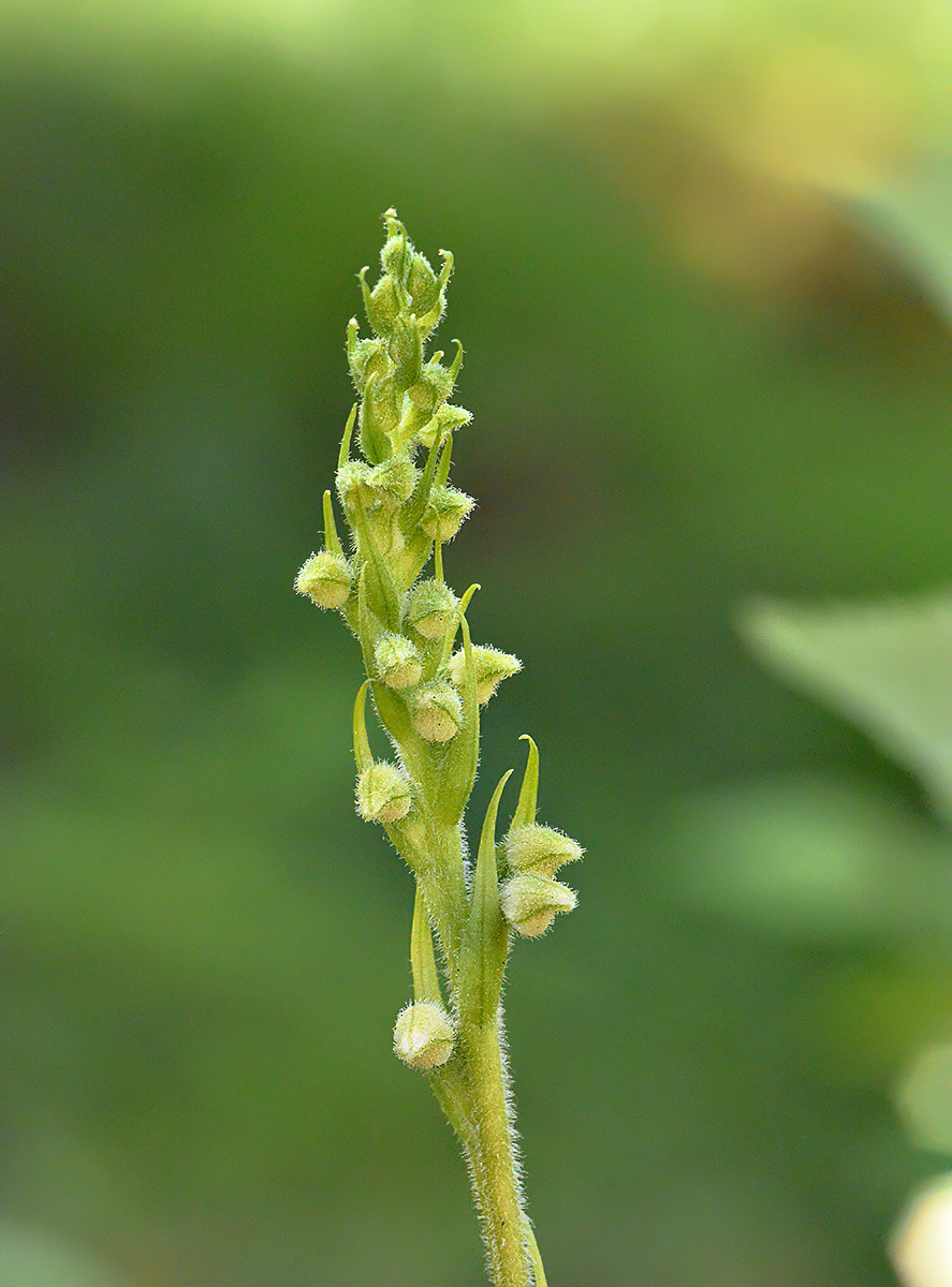 Image of Goodyera repens specimen.