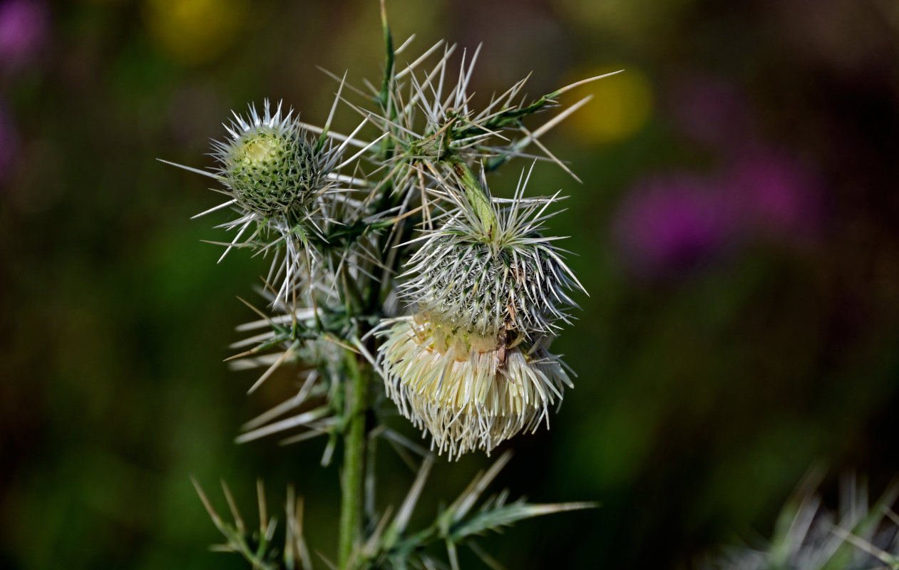 Изображение особи Cirsium echinus.