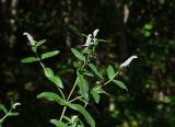 Mentha longifolia. Верхушка цветущего растения с паутиной. Чечня, Шаройский р-н, нижняя часть долины р. Цесиахк, опушка лиственного леса. 09.08.2023.