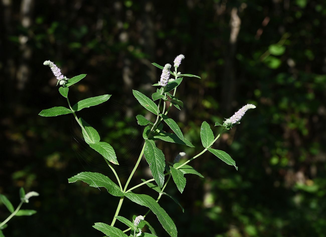 Изображение особи Mentha longifolia.