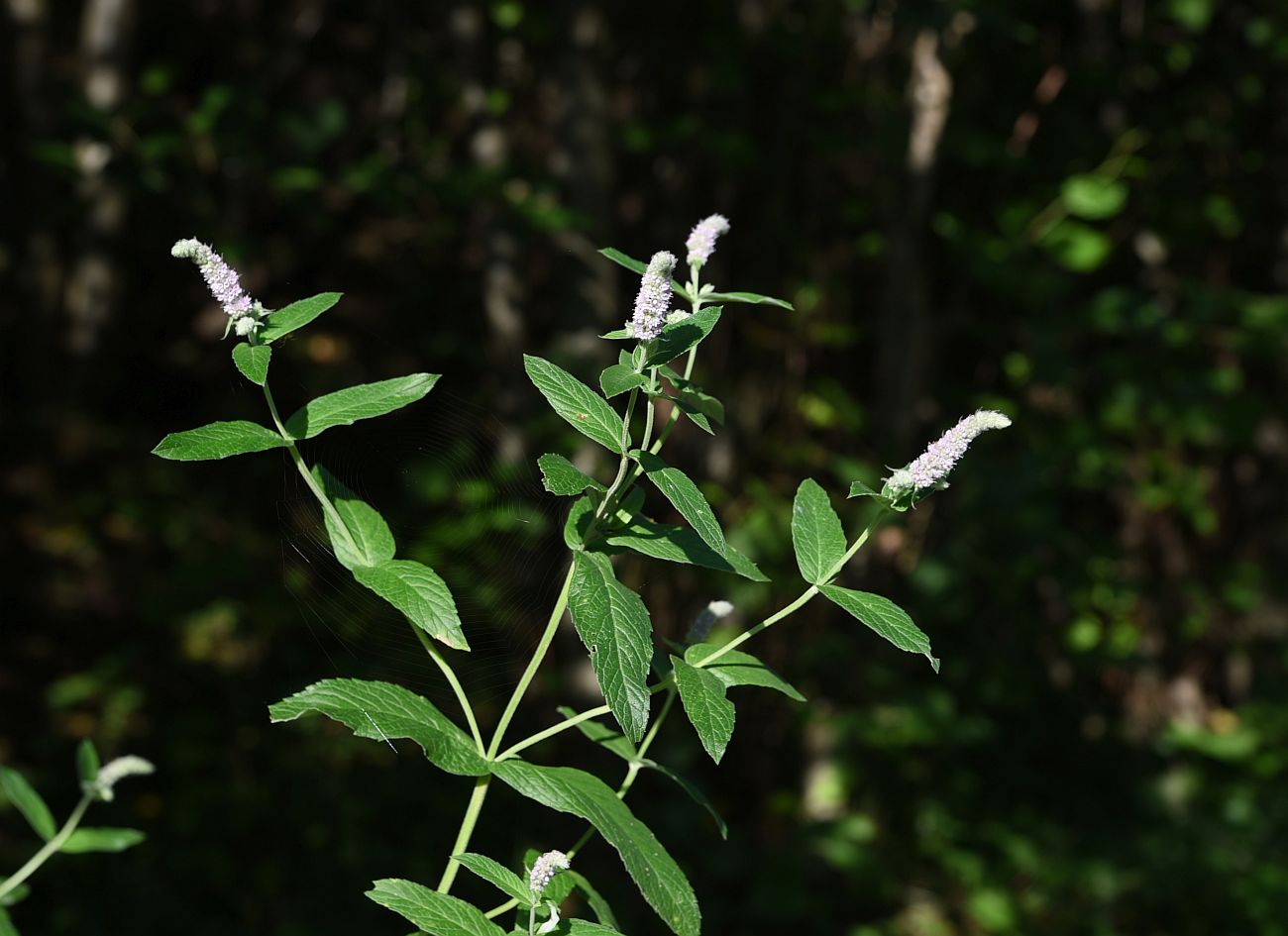 Image of Mentha longifolia specimen.