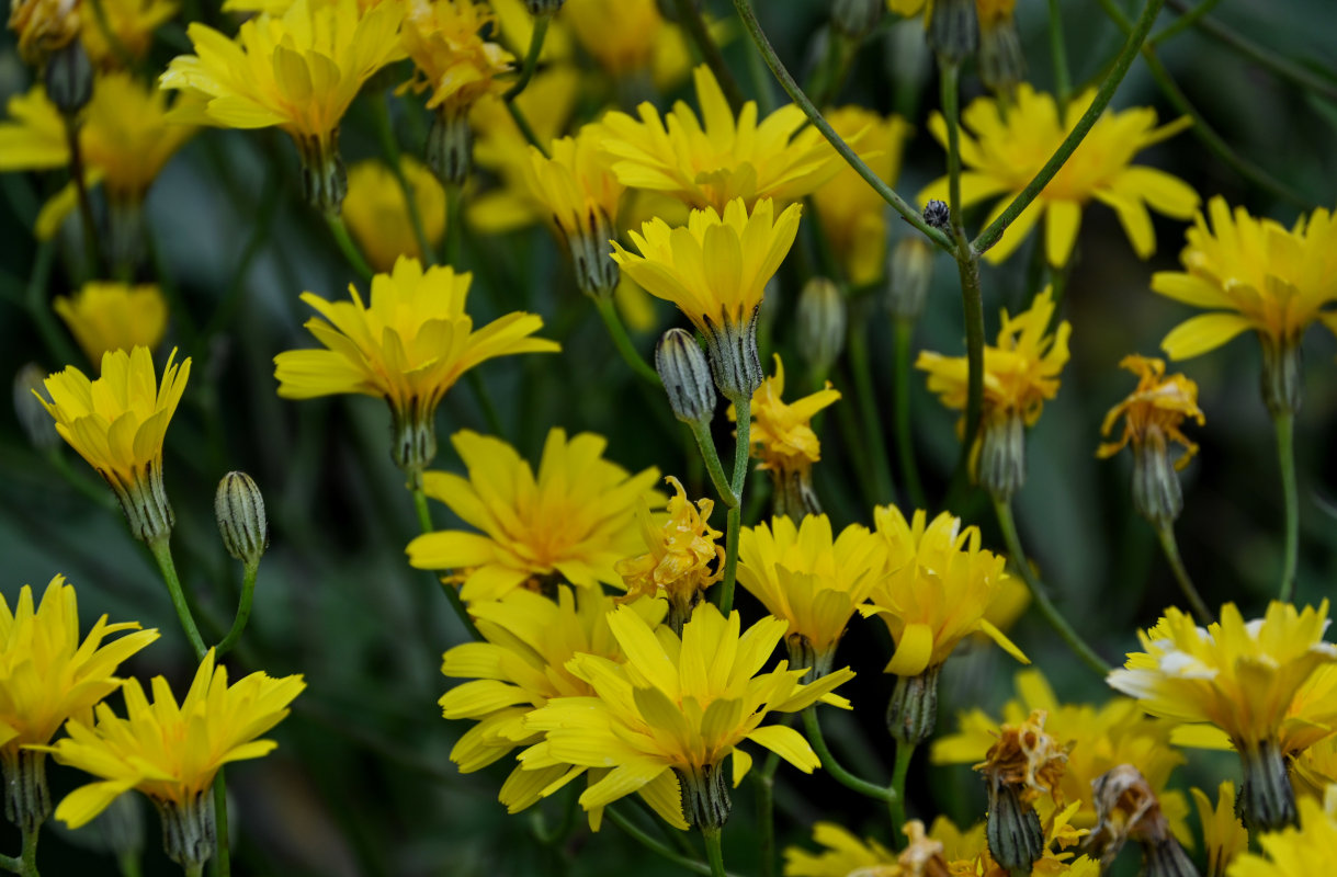 Image of Crepis sonchifolia specimen.