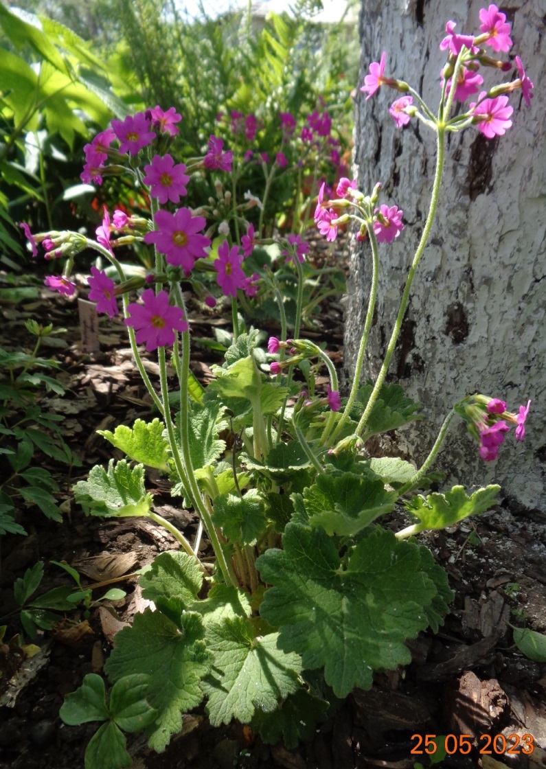 Image of Primula heucherifolia specimen.