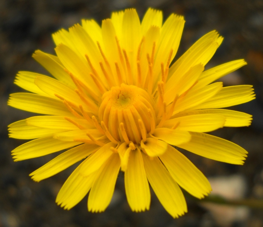 Image of Scorzoneroides autumnalis specimen.