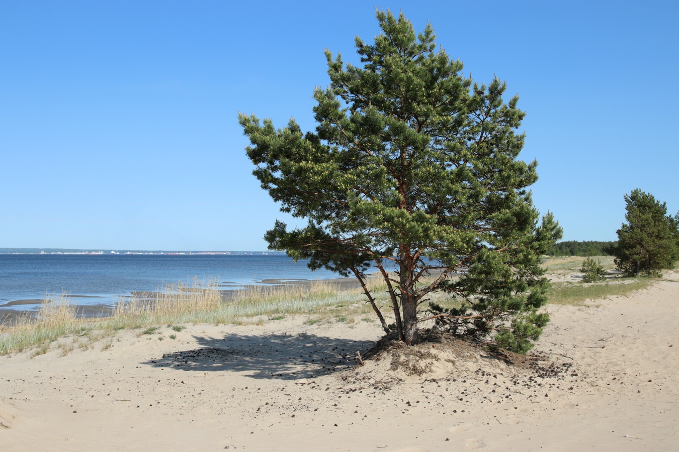 Изображение особи Pinus sylvestris.