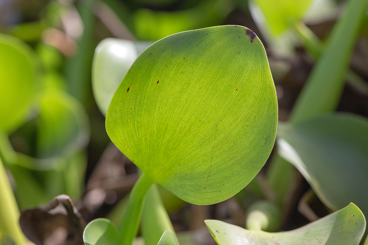 Изображение особи Eichhornia crassipes.