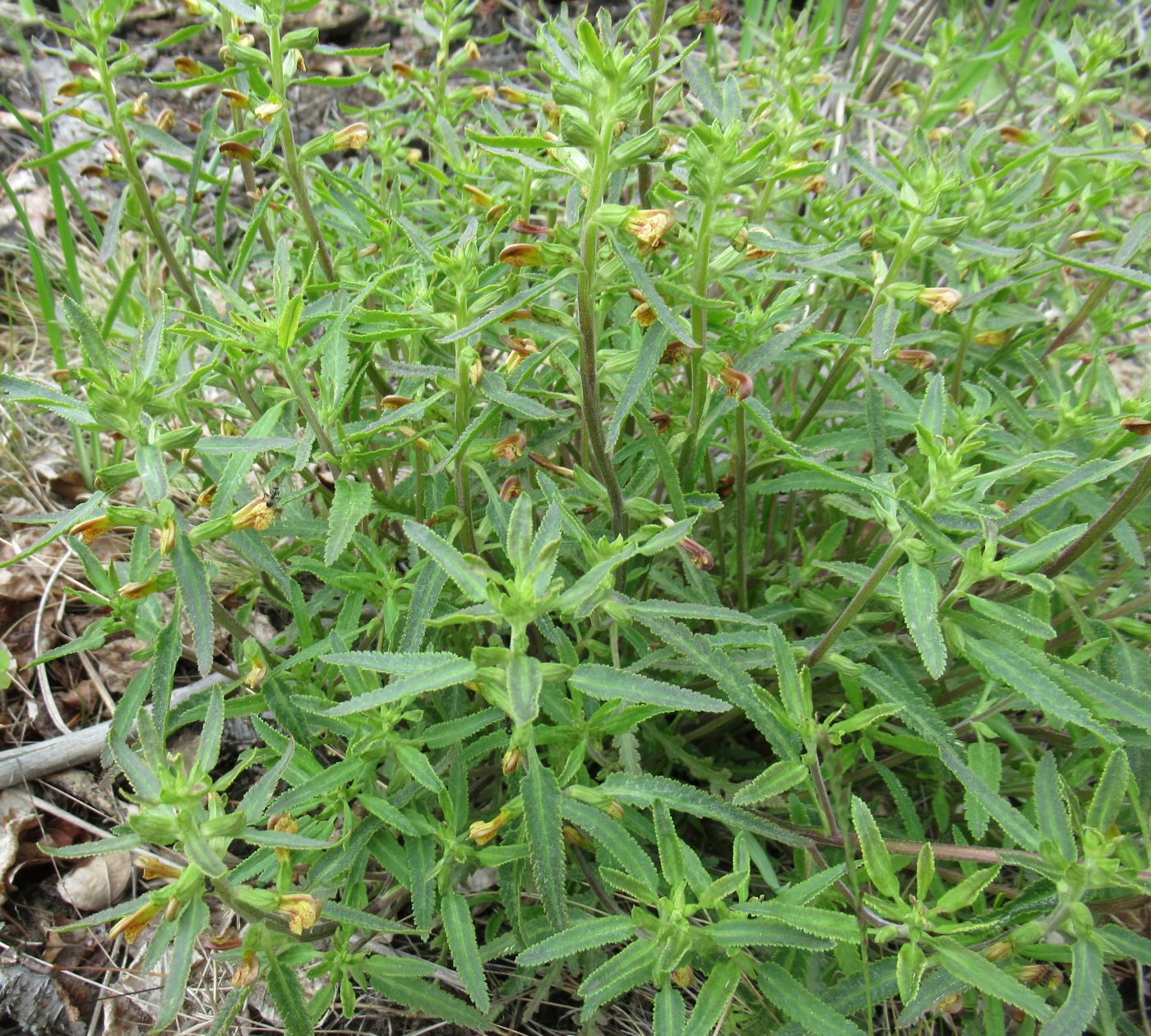 Изображение особи Pedicularis labradorica.