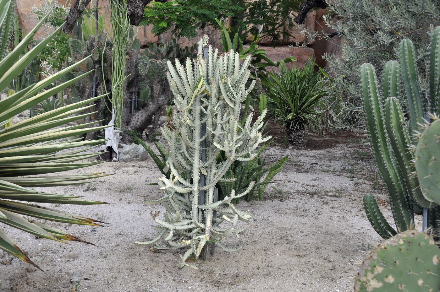 Image of Euphorbia lactea specimen.