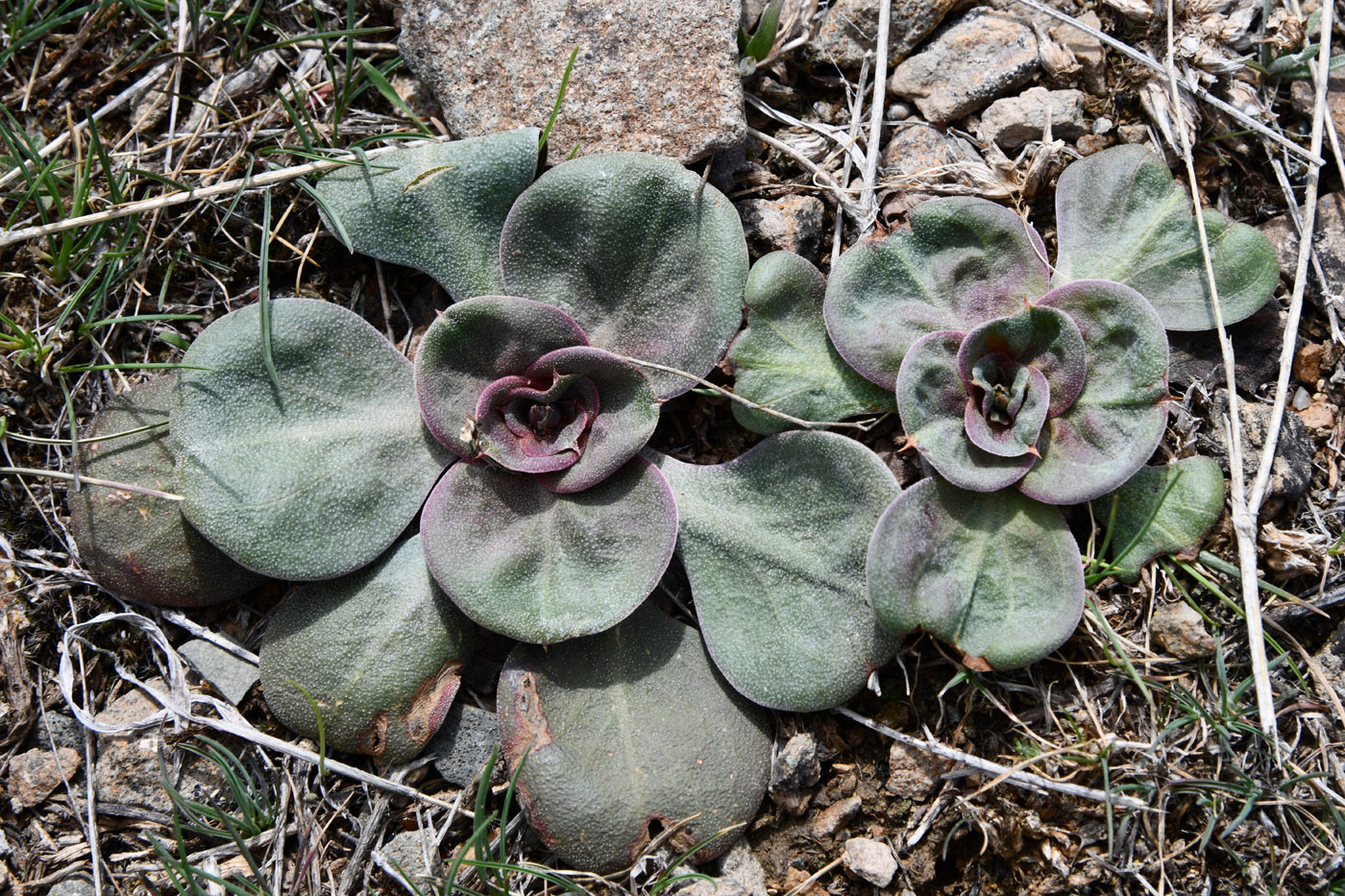 Image of Goniolimon cuspidatum specimen.