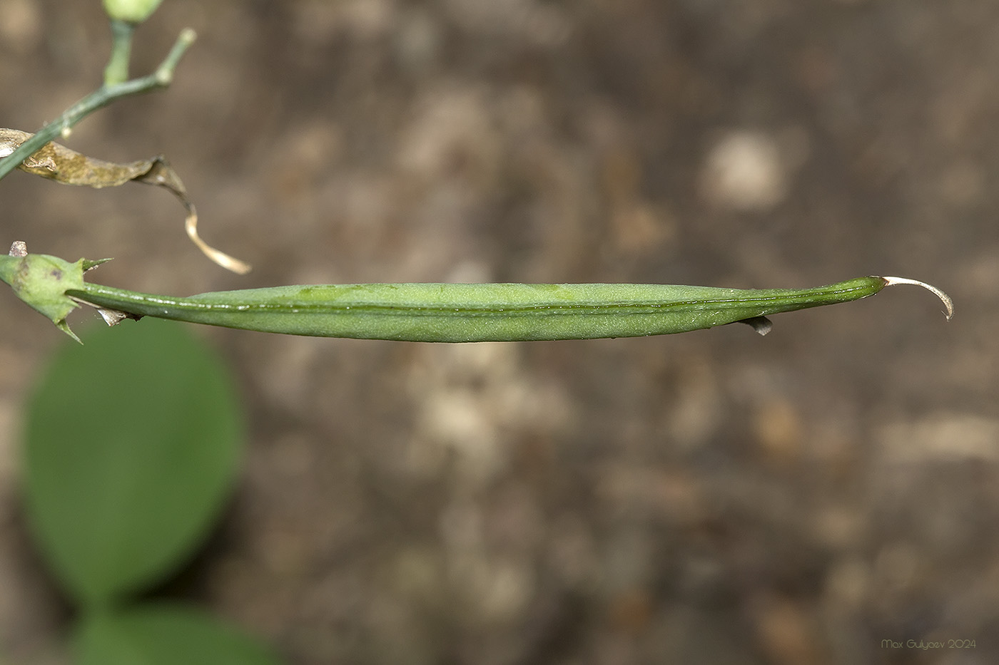 Изображение особи Lathyrus rotundifolius.