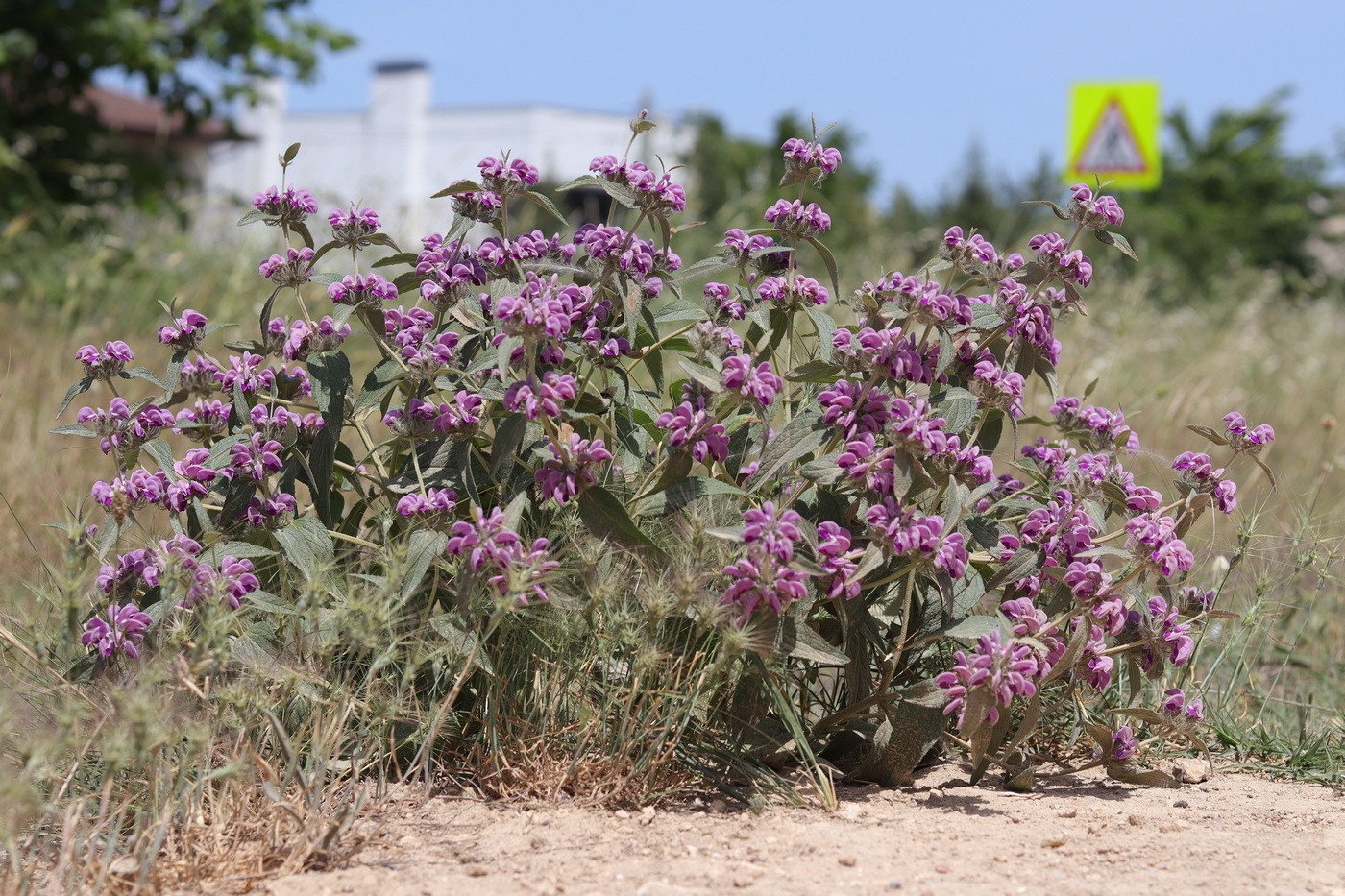 Image of Phlomis taurica specimen.