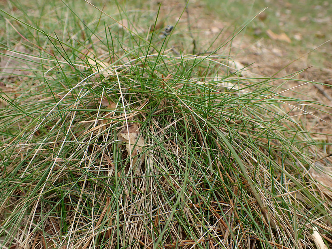 Image of Eriophorum vaginatum specimen.