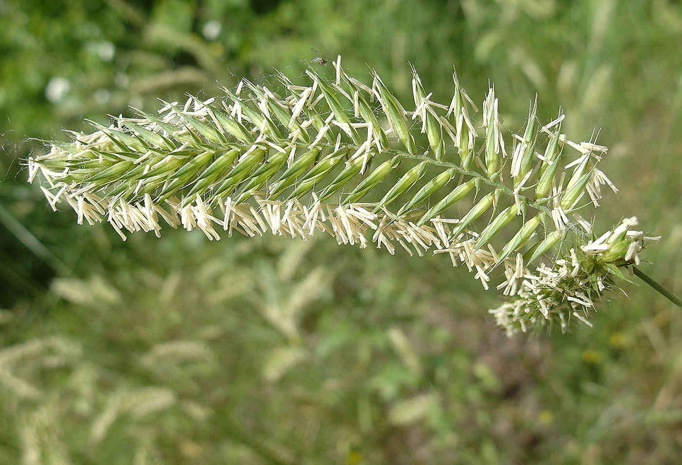 Изображение особи Agropyron pectinatum.