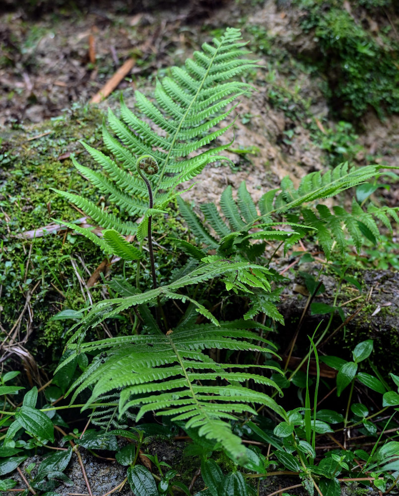 Изображение особи Thelypteris dentata.