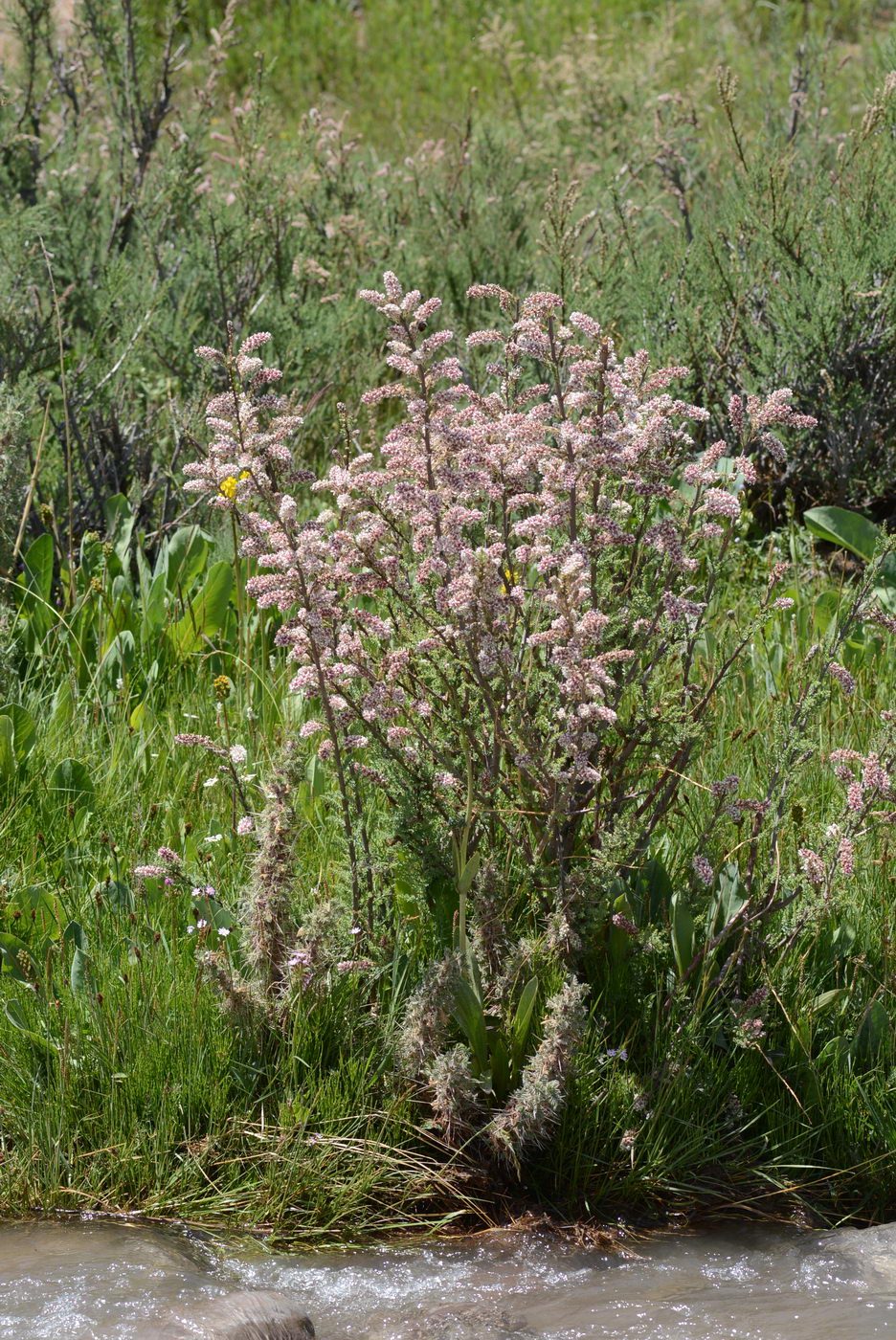 Image of Myricaria squamosa specimen.