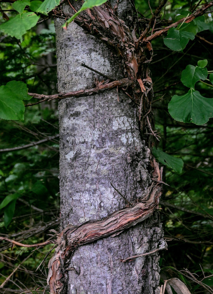 Image of Hydrangea petiolaris specimen.