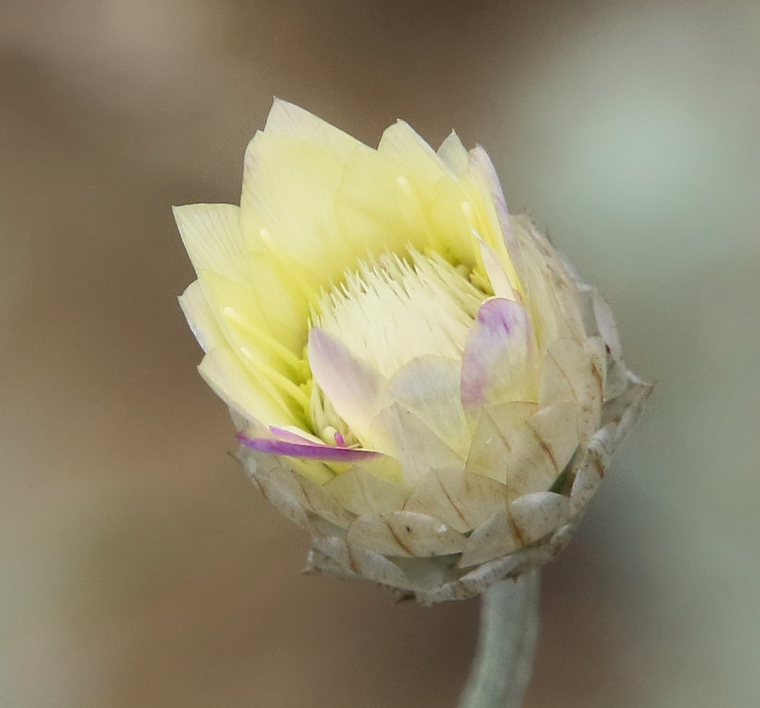 Image of Xeranthemum annuum specimen.