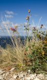 genus Centaurea