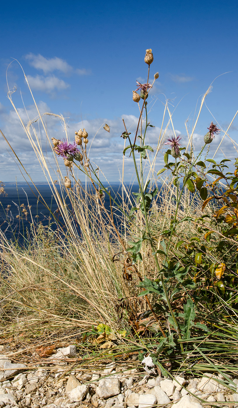 Image of Centaurea apiculata specimen.