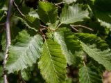 Carpinus orientalis. Верхушка веточки. Крым, Южный Берег, сев. склон горы Аю-Даг, лес. 25.05.2024.