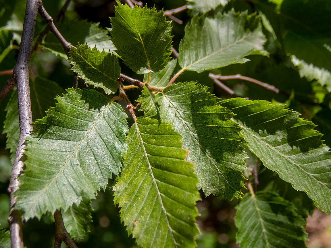 Изображение особи Carpinus orientalis.