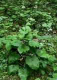 Valeriana alliariifolia