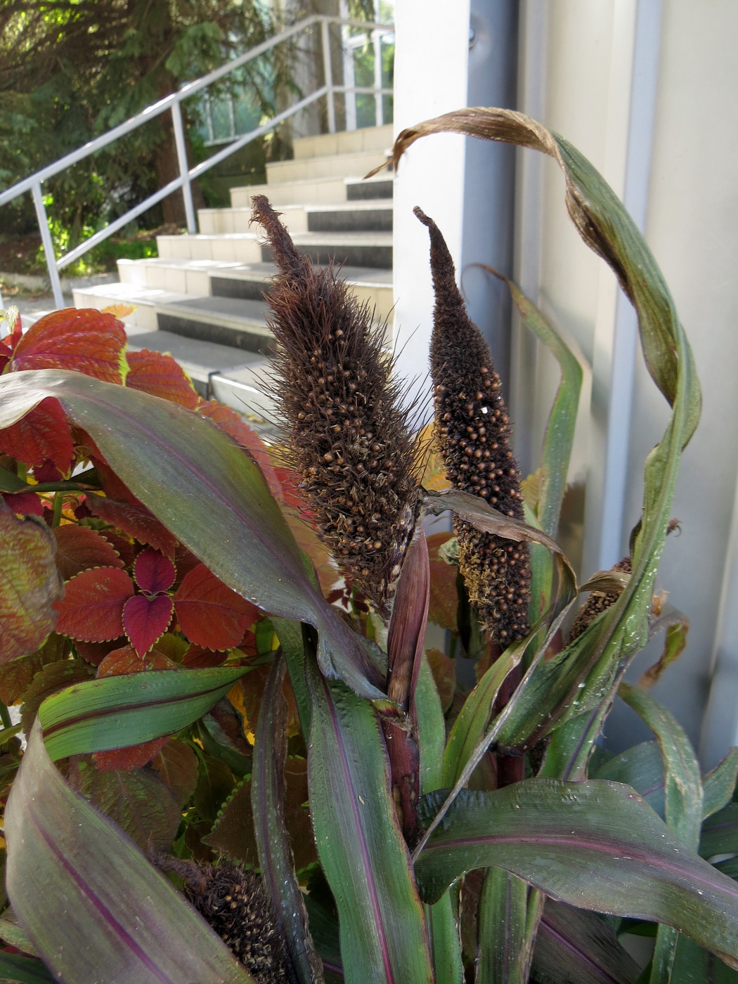 Image of Pennisetum americanum specimen.