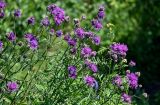 Centaurea scabiosa. Верхушки побегов с соцветиями. Ярославская обл., г. Ярославль, устье р. Которосль, луговой склон. 02.07.2024.