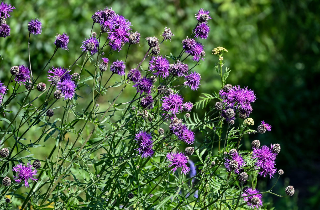 Image of Centaurea scabiosa specimen.