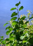 Alnus glutinosa. Побеги молодого растения. Московская обл., гор. округ Балашиха, Озёрный лесопарк, оз. Чёрное, у воды. 15.09.2024.