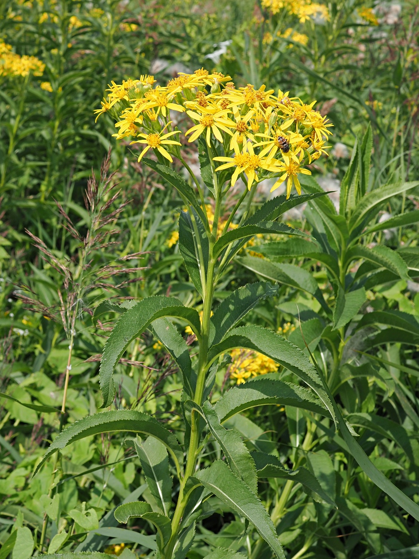 Image of Senecio sarracenicus specimen.