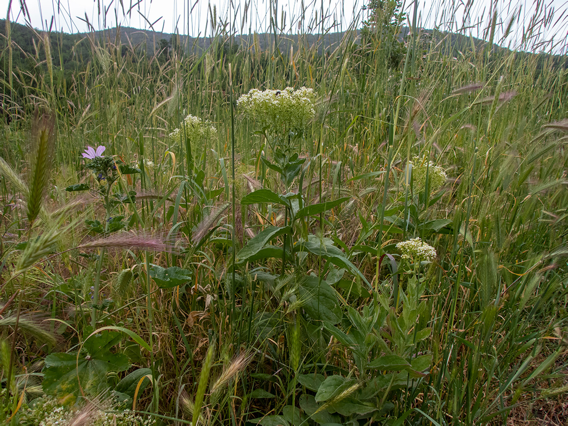 Image of Cardaria draba specimen.