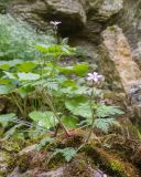 Geranium robertianum. Цветущее растение с цветками и бутонами. Карачаево-Черкесия, Зеленчукский р-н, гора Джисса, ≈ 1400 м н.у.м., облеснённая балка, на замшелом валуне в ручье. 15.06.2024.