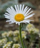 Aster serpentimontanus