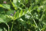 Vicia sativa. Верхушка побега с цветками. Беларусь, Витебская обл., пос. Езерище, огород, засеянная виково-горчичной сидератной травосмесью гряда. 14.07.2024.