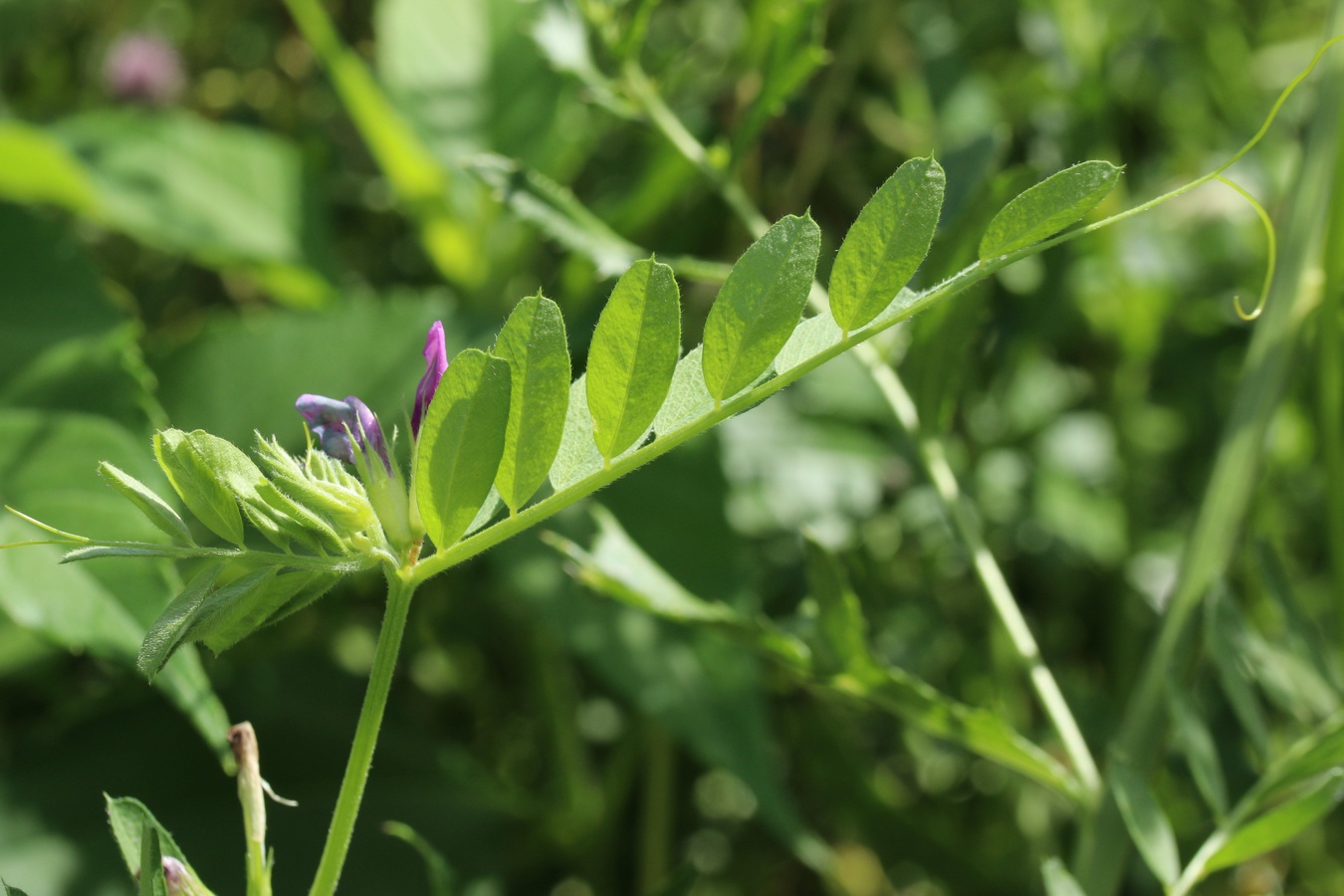 Image of Vicia sativa specimen.