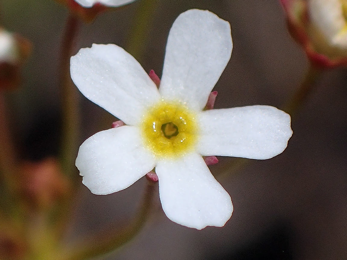 Image of Androsace septentrionalis specimen.