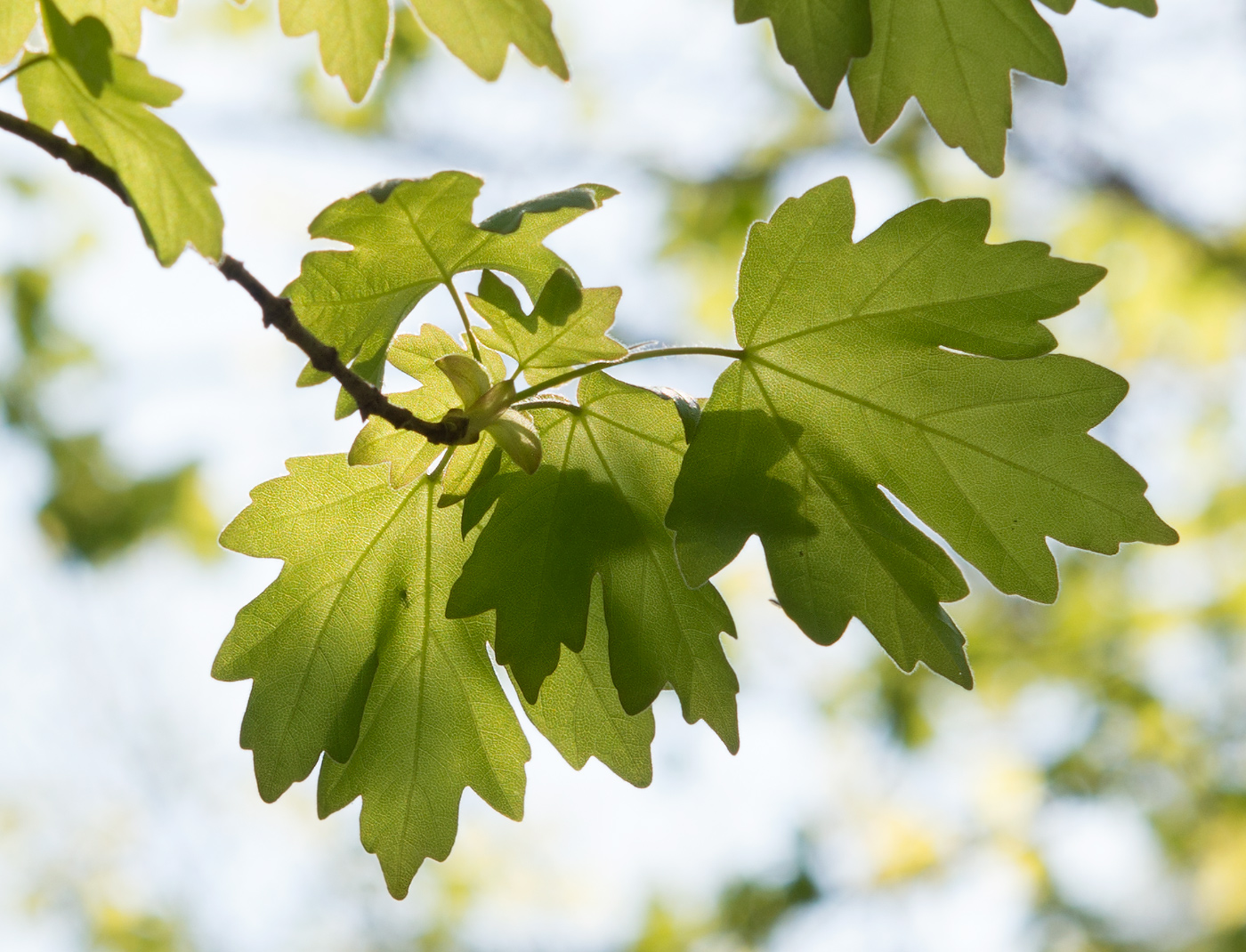 Image of Acer campestre specimen.