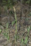 View full-size image Carex cuspidata