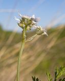 Смотреть изображение Orlaya daucoides