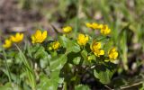 Смотреть изображение Caltha palustris