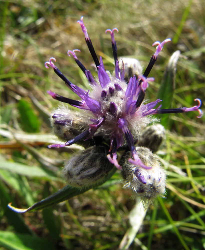 Изображение особи Saussurea alpina.