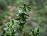 View full-size image Ruscus aculeatus