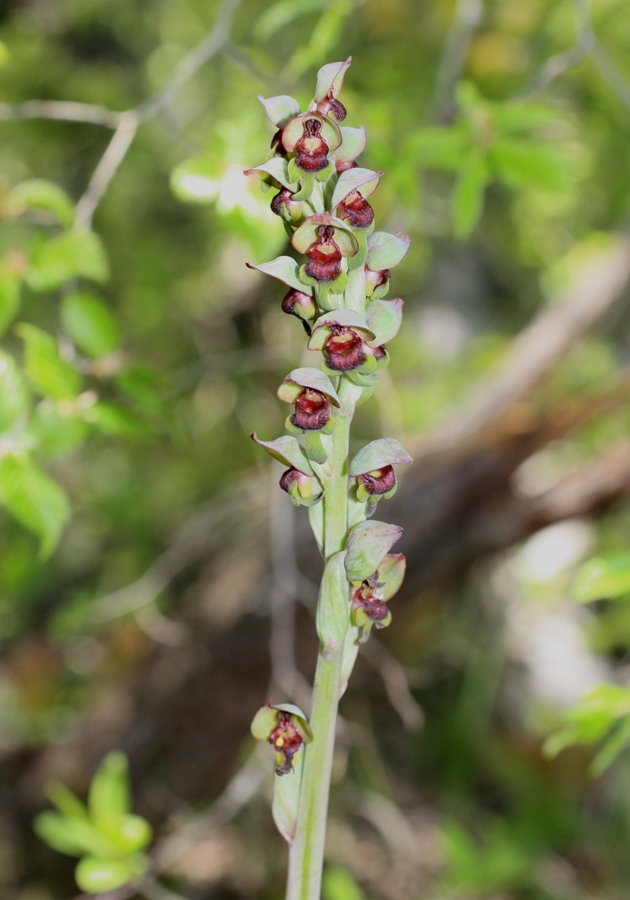 Image of Steveniella satyrioides specimen.