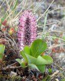 View full-size image Salix arctica