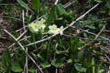 View full-size image Primula ruprechtii