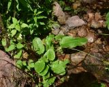 View full-size image genus Rumex