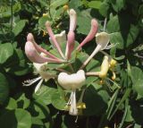 Lonicera caprifolium