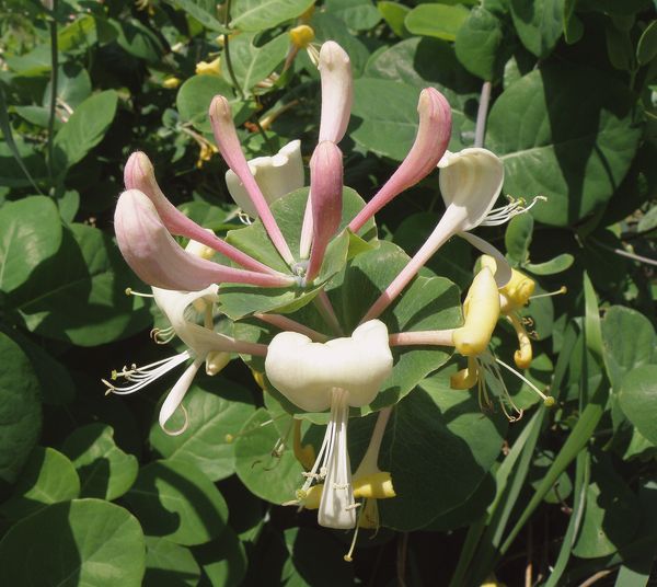 Изображение особи Lonicera caprifolium.