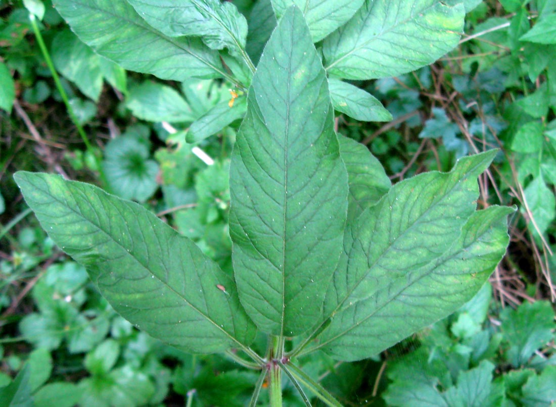 Image of Lysimachia verticillaris specimen.